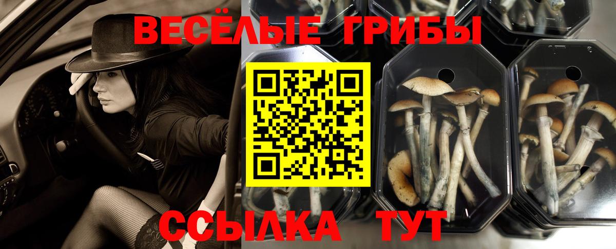 Родники  Псилоцибиновые грибы Cubensis  Вход с VPN 